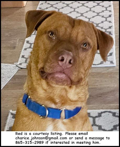 Enlarge Rd, a Adoptable Pit Bull Terrier in Oak Ridge, TN image 1/3