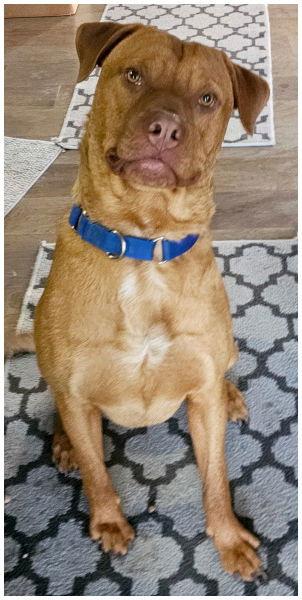 Enlarge Rd, a Adoptable Pit Bull Terrier in Oak Ridge, TN image 2/3