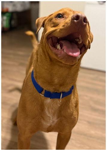 Enlarge Rd, a Adoptable Pit Bull Terrier in Oak Ridge, TN image 3/3