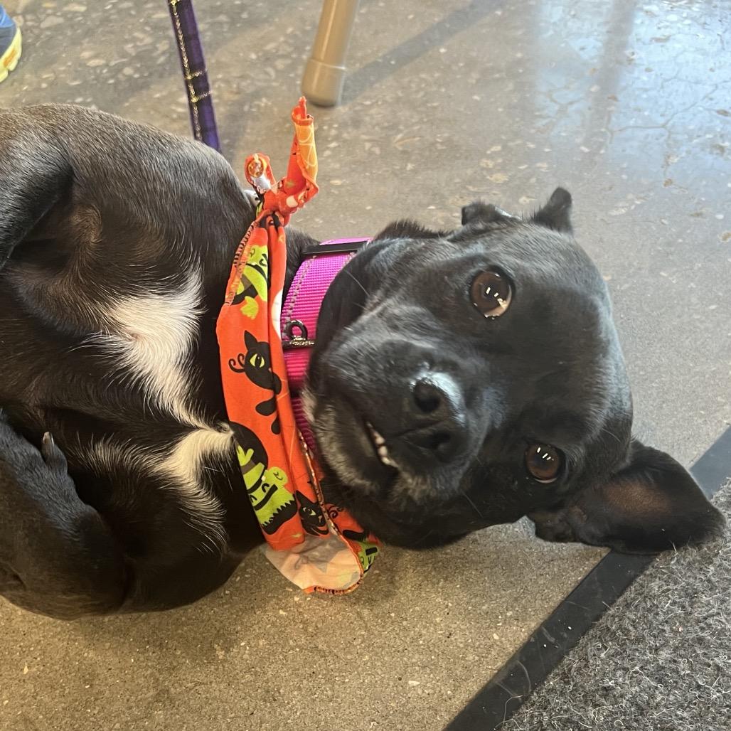 Gregoria, Adoptable, Adult Female Chihuahua.