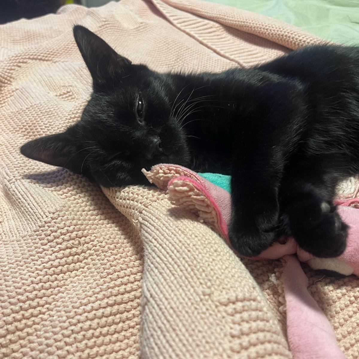 Binx, ADOPTABLE, Kitten Male Domestic Short Hair.