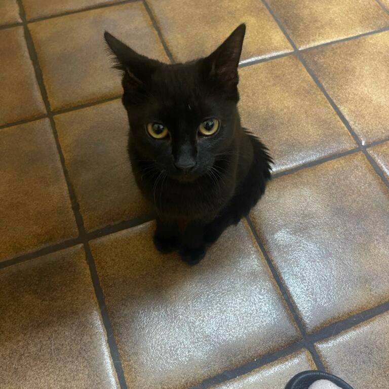 Binx, a ADOPTABLE mixed breed in Orlando, FL image 2/2