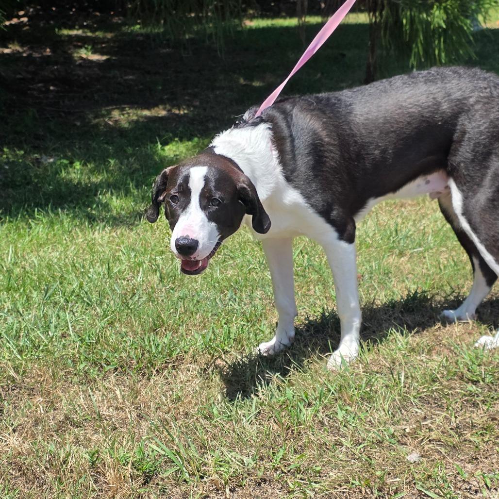 Enlarge Dill Pickles, a Adoptable mixed breed in Clanton, AL image 2/3