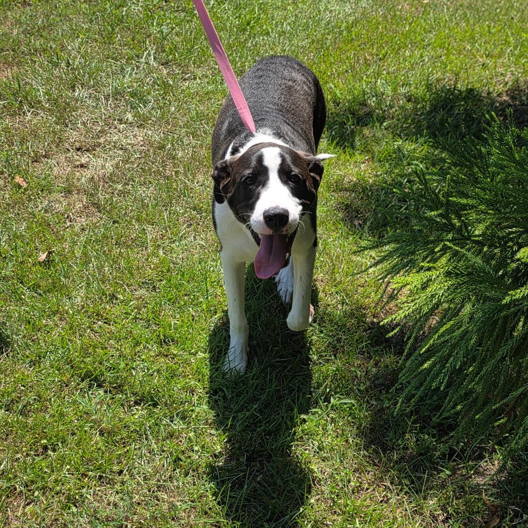 Enlarge Dill Pickles, a Adoptable mixed breed in Clanton, AL image 3/3