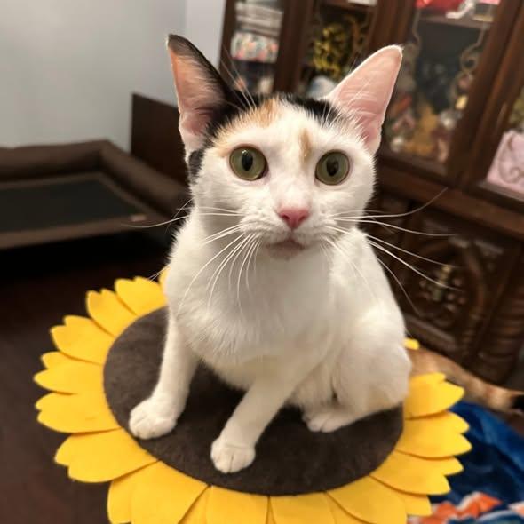 Daisy, adopted, Adult Female Domestic Short Hair.
