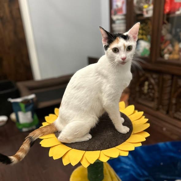 Daisy, an adopted Domestic Short Hair in Flint, TX image 2/5