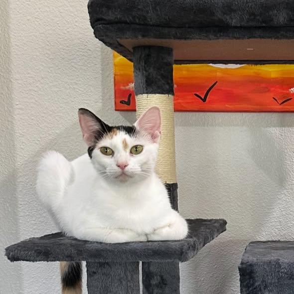Daisy, an adopted Domestic Short Hair in Flint, TX image 3/5