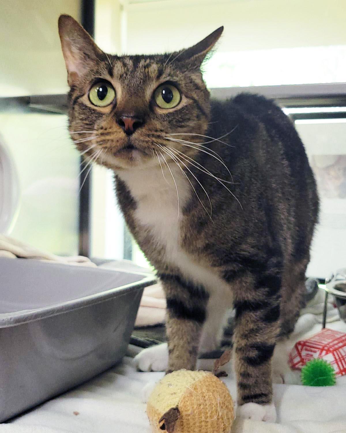 Enlarge Jim, a Adoptable Domestic Short Hair in Plover, WI image 1/3