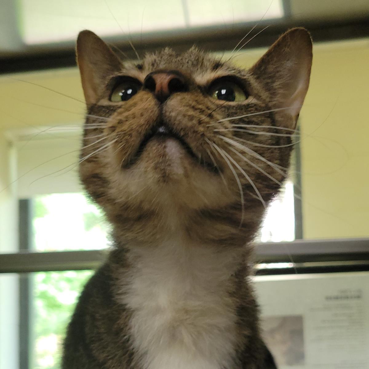 Enlarge Jim, a Adoptable Domestic Short Hair in Plover, WI image 2/3