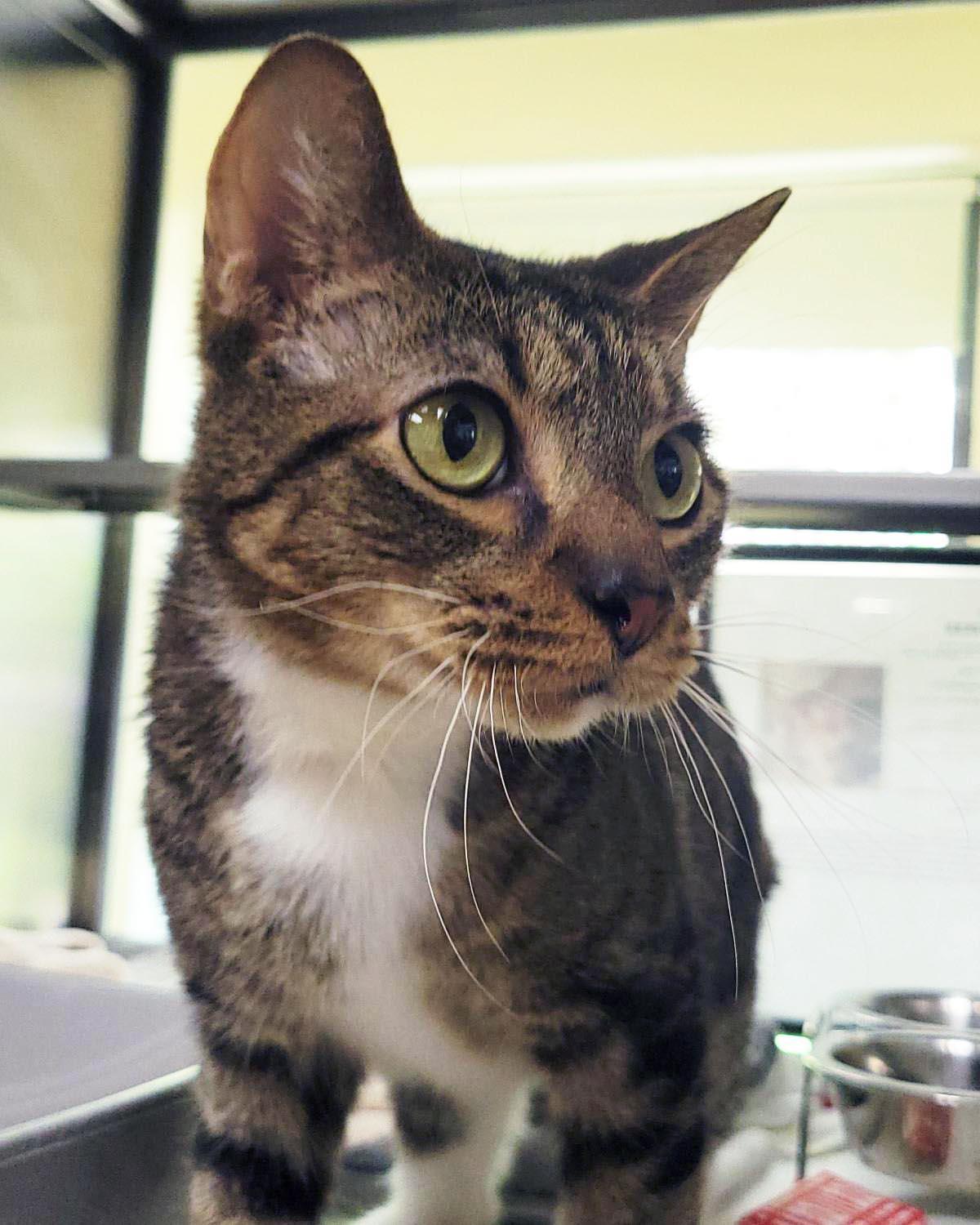Enlarge Jim, a Adoptable Domestic Short Hair in Plover, WI image 3/3