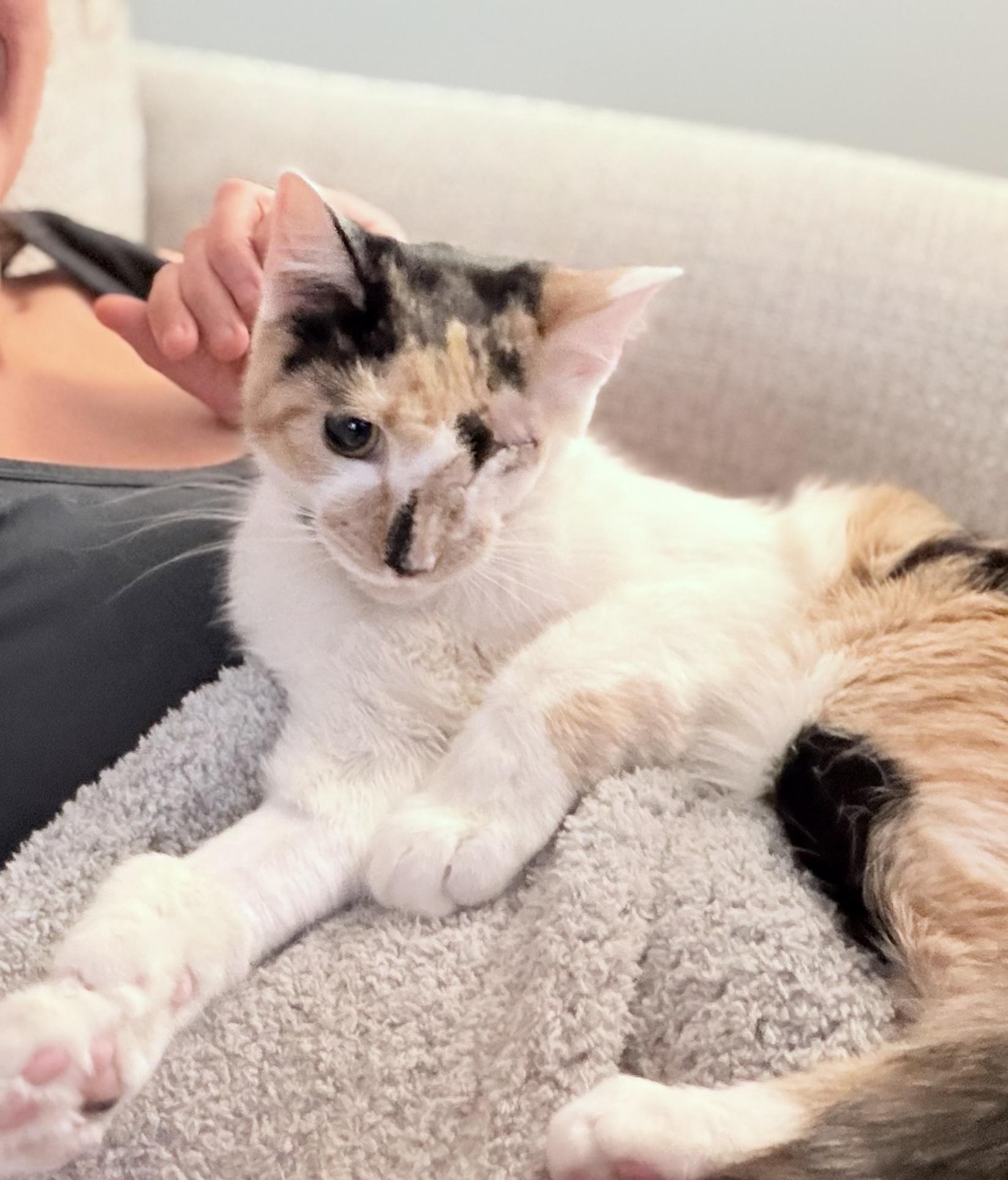 Tilly | One eye and so much bravery!, adopted, Young Female Calico.
