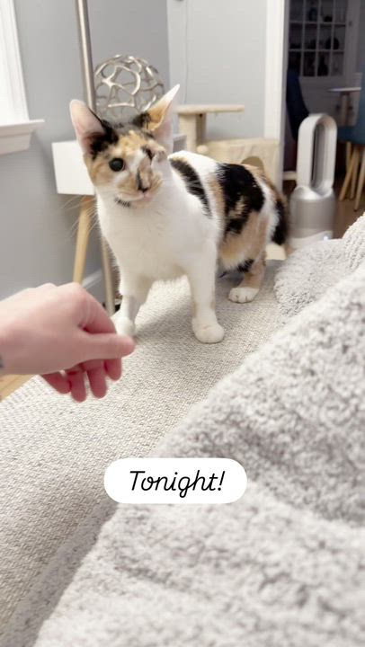 Enlarge Tilly | One eye and so much bravery!, an adopted Calico in West Haven, CT video 2/3