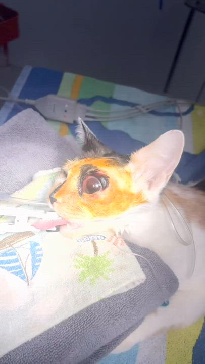 Enlarge Tilly | One eye and so much bravery!, an adopted Calico in West Haven, CT video 3/3