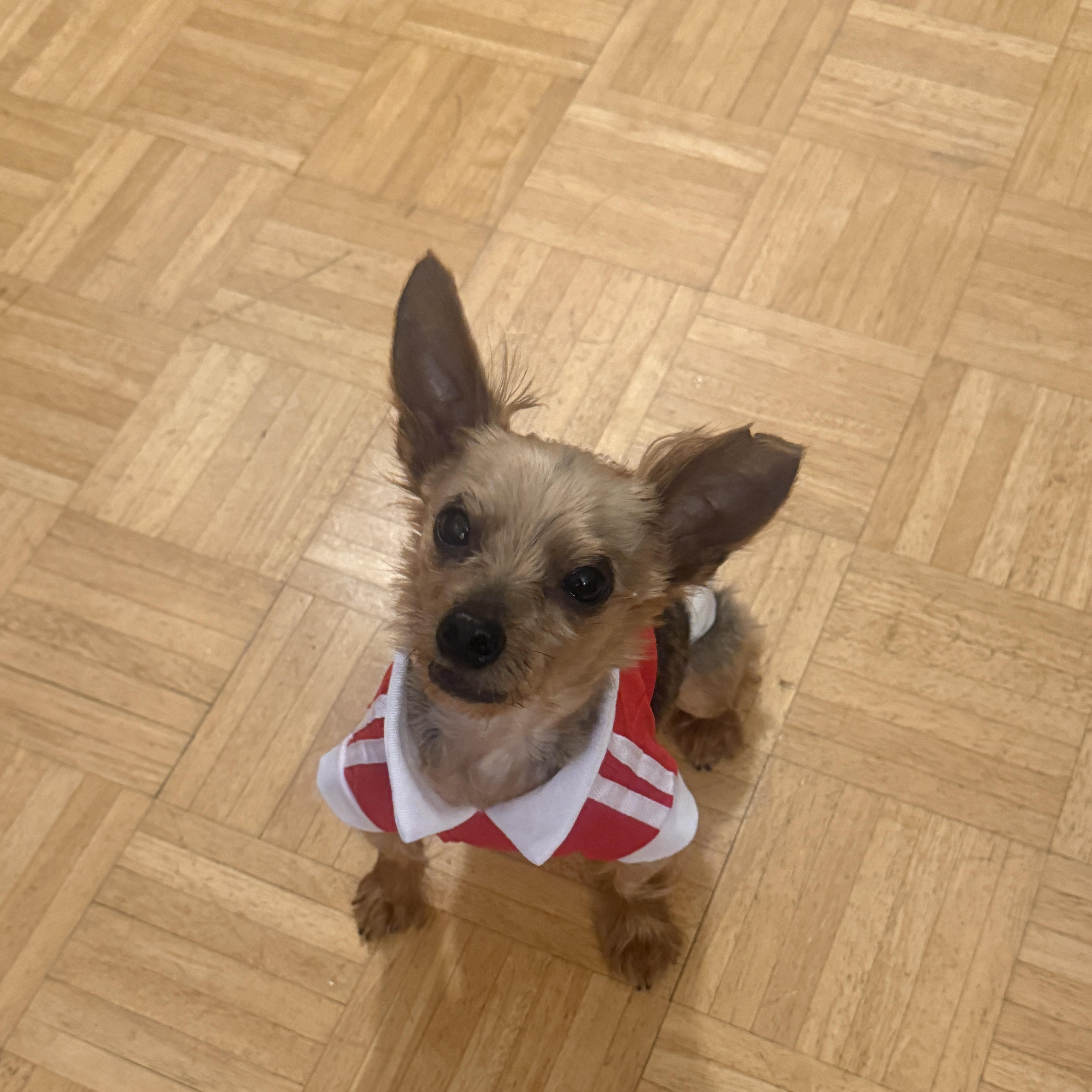 Enlarge Shorty, a Adoptable Yorkshire Terrier in Brooklyn, NY image 2/5