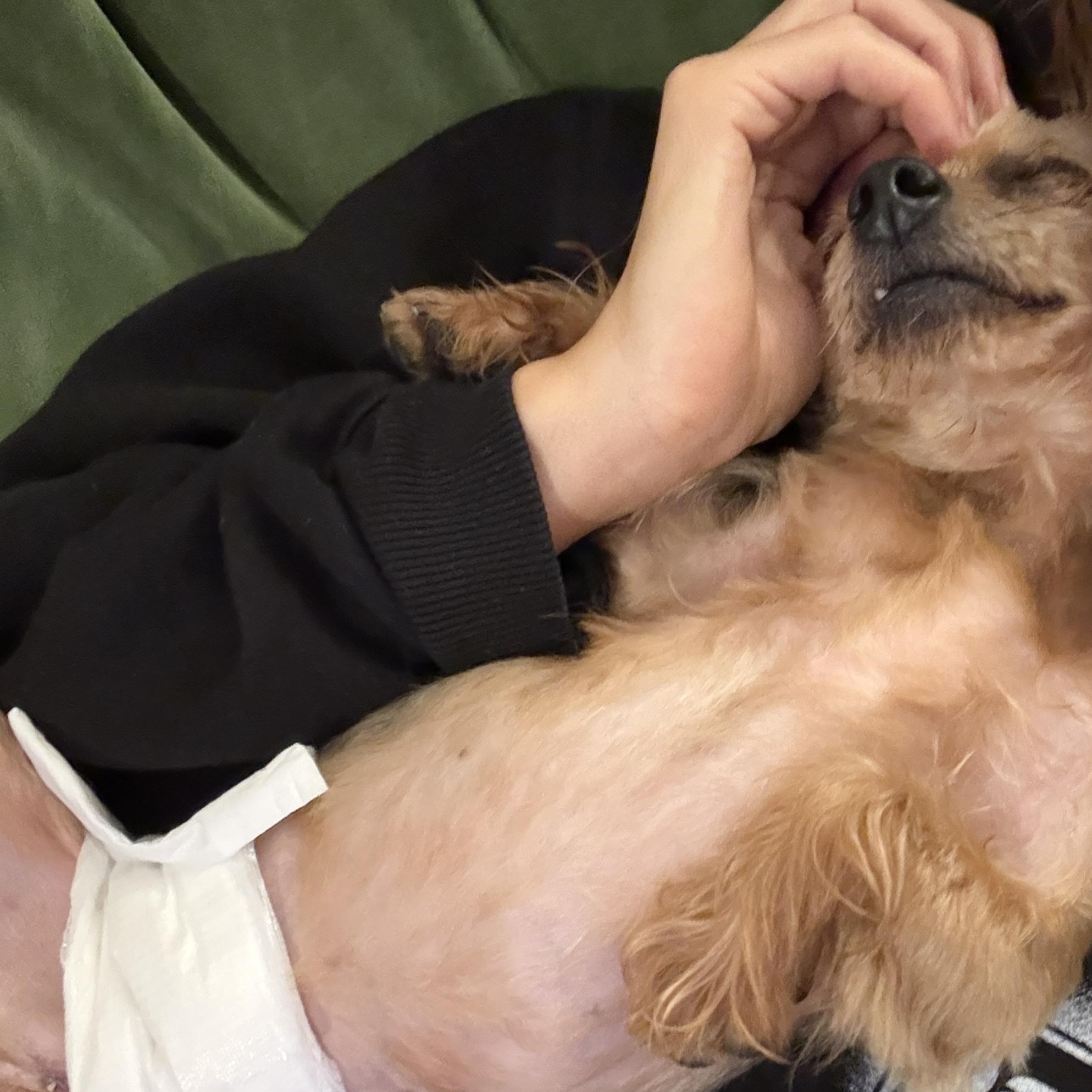 Enlarge Shorty, a Adoptable Yorkshire Terrier in Brooklyn, NY image 4/5