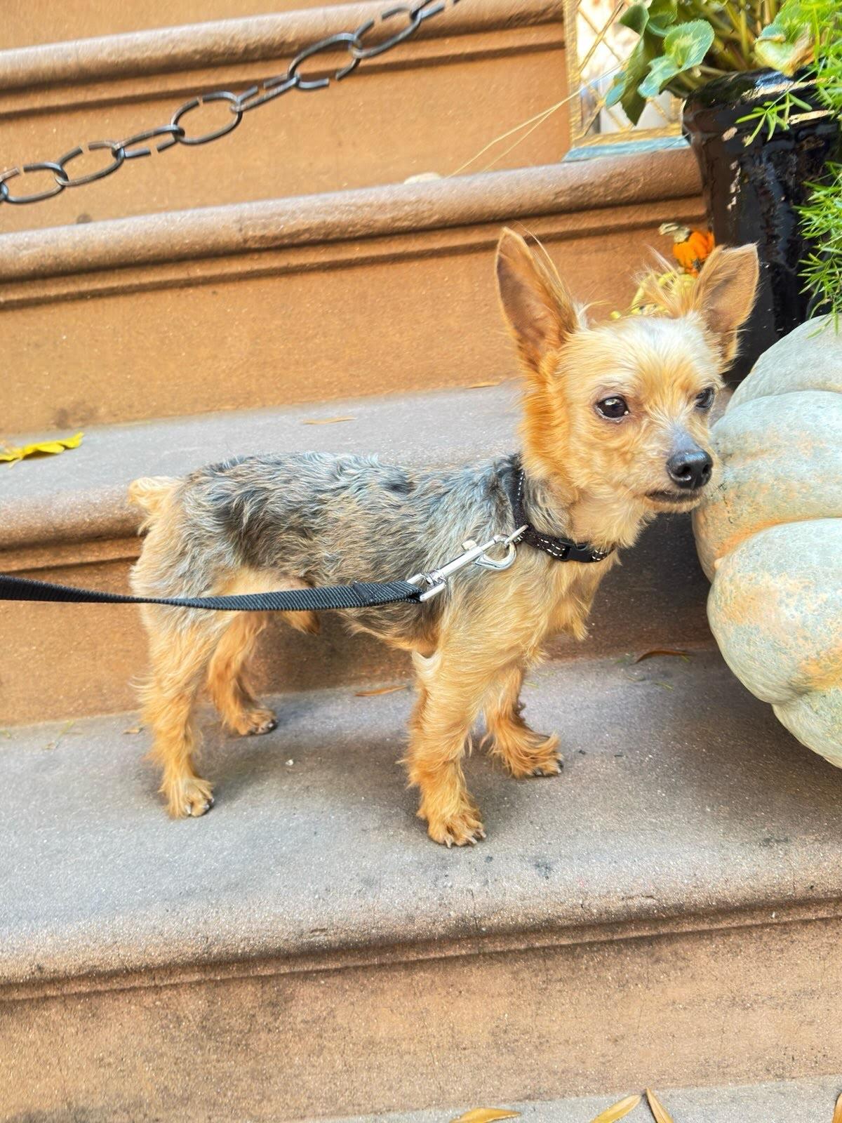 Enlarge Shorty, a Adoptable Yorkshire Terrier in Brooklyn, NY image 1/5