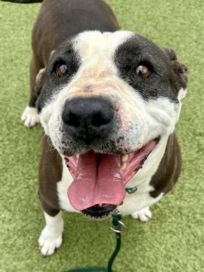 Enlarge Duke, a Adoptable mixed breed in Wichita, KS image 3/3