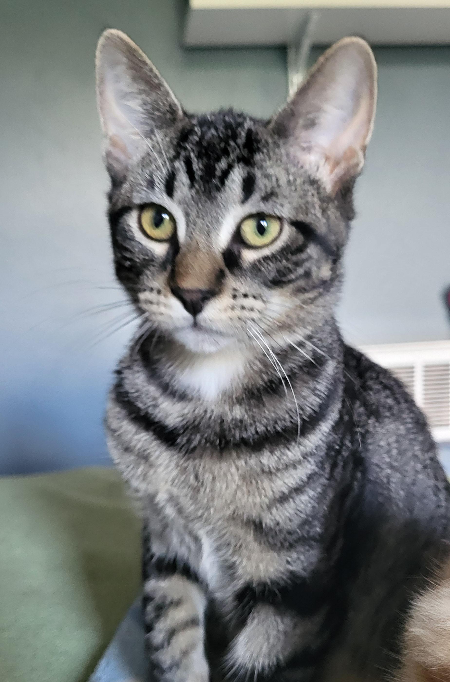 Enlarge Ren, a Adoptable Domestic Short Hair in Milwaukee, WI image 5/5
