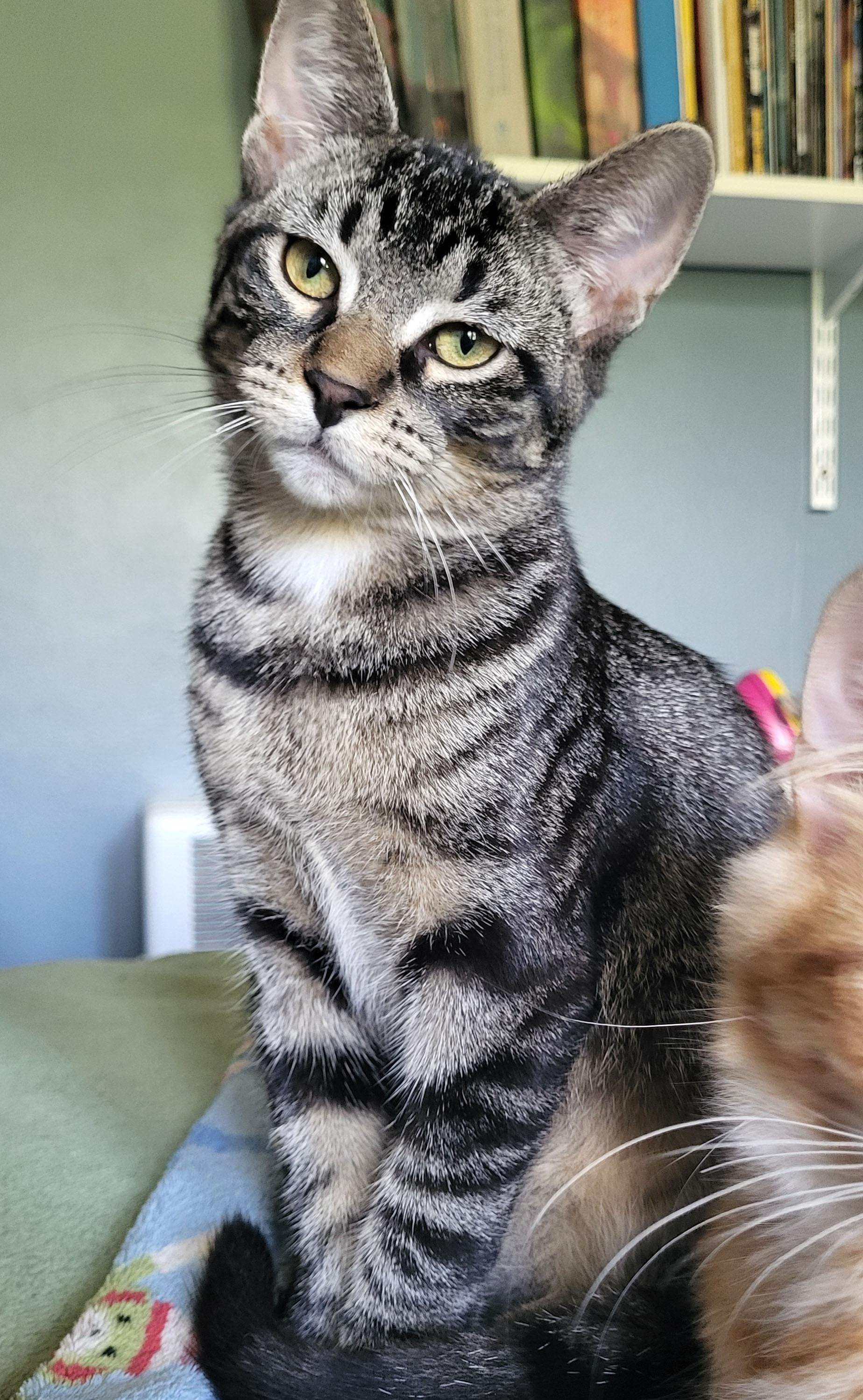 Enlarge Ren, a Adoptable Domestic Short Hair in Milwaukee, WI image 4/5