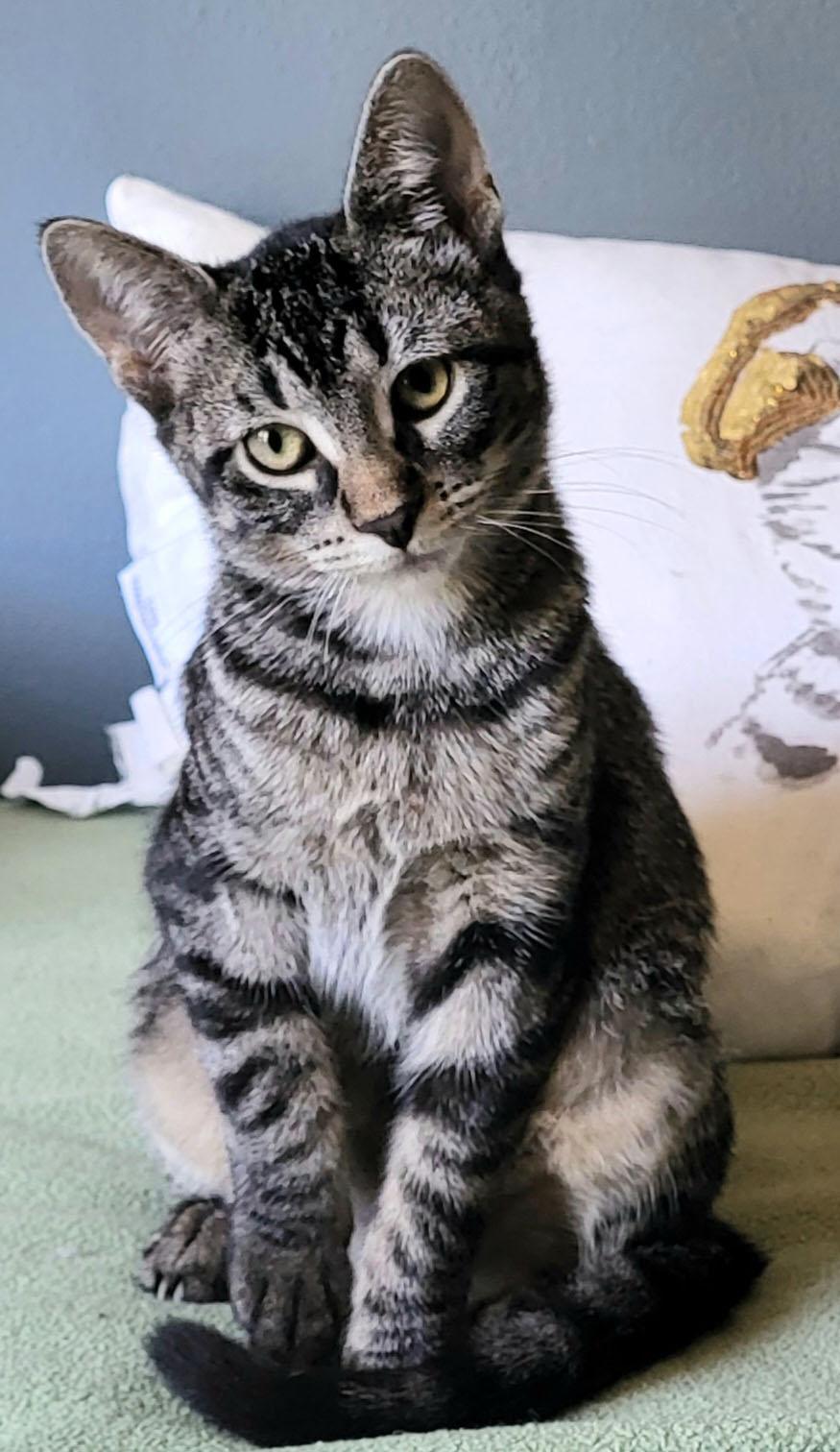Enlarge Ren, a Adoptable Domestic Short Hair in Milwaukee, WI image 3/5
