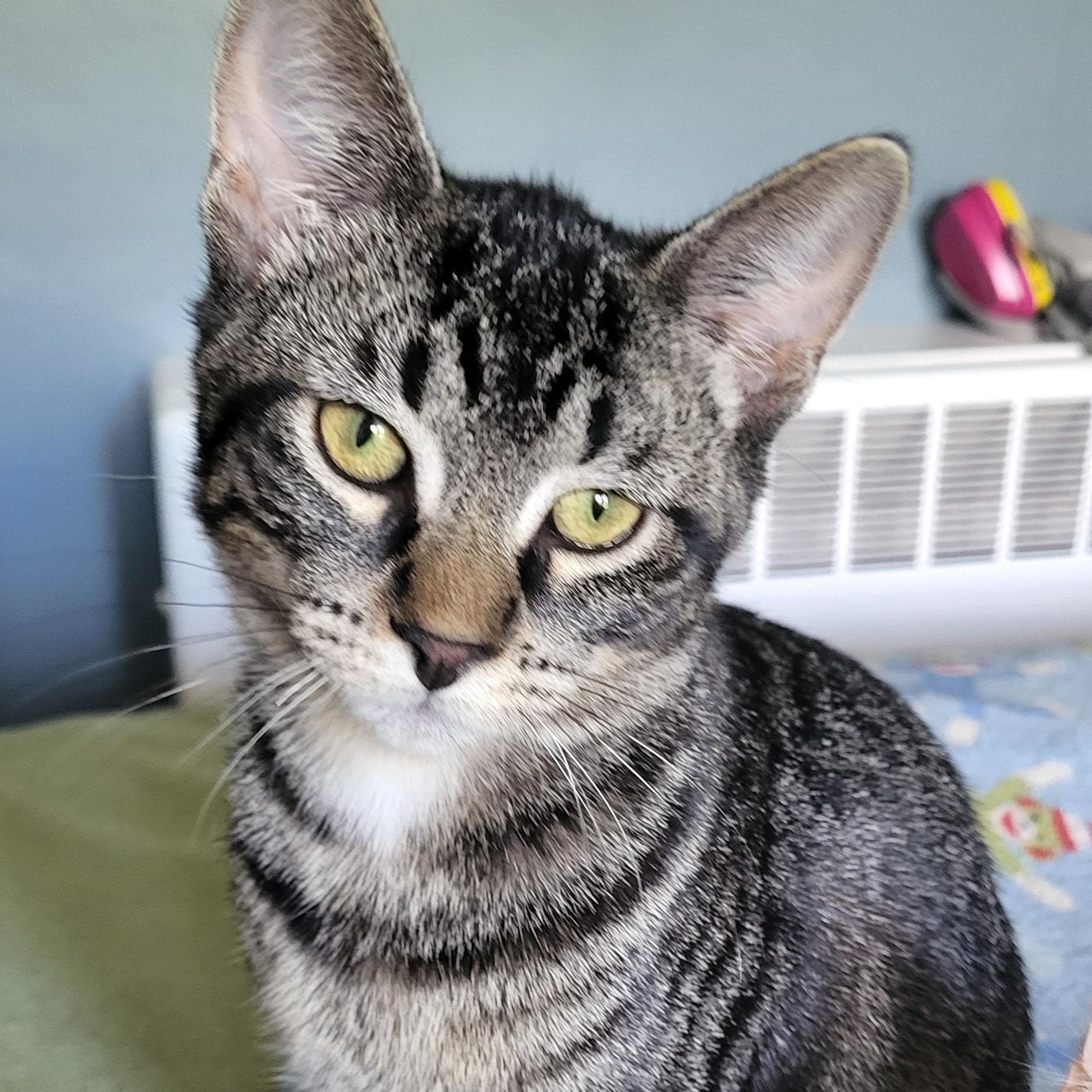 Ren, Adoptable, Kitten Female Domestic Short Hair.