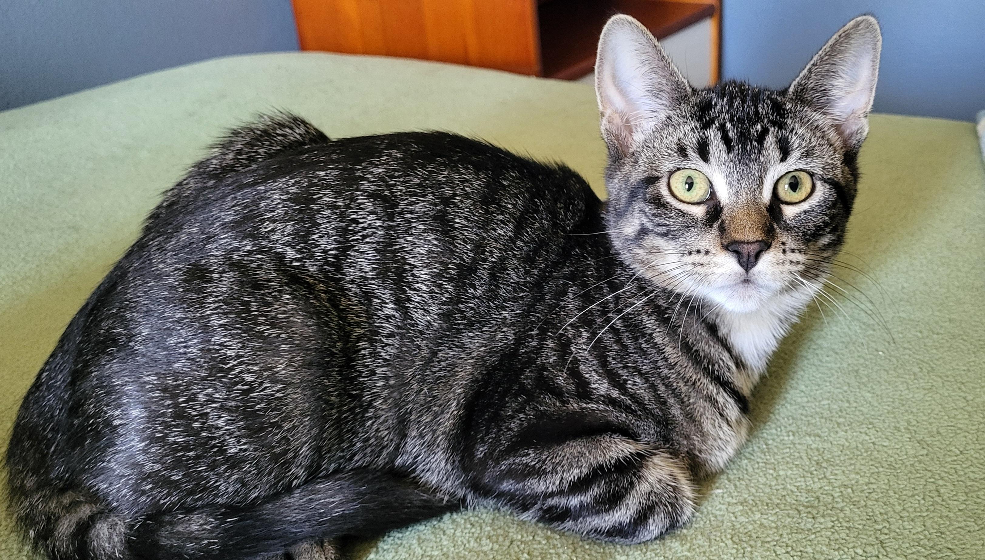 Enlarge Ren, a Adoptable Domestic Short Hair in Milwaukee, WI image 2/5
