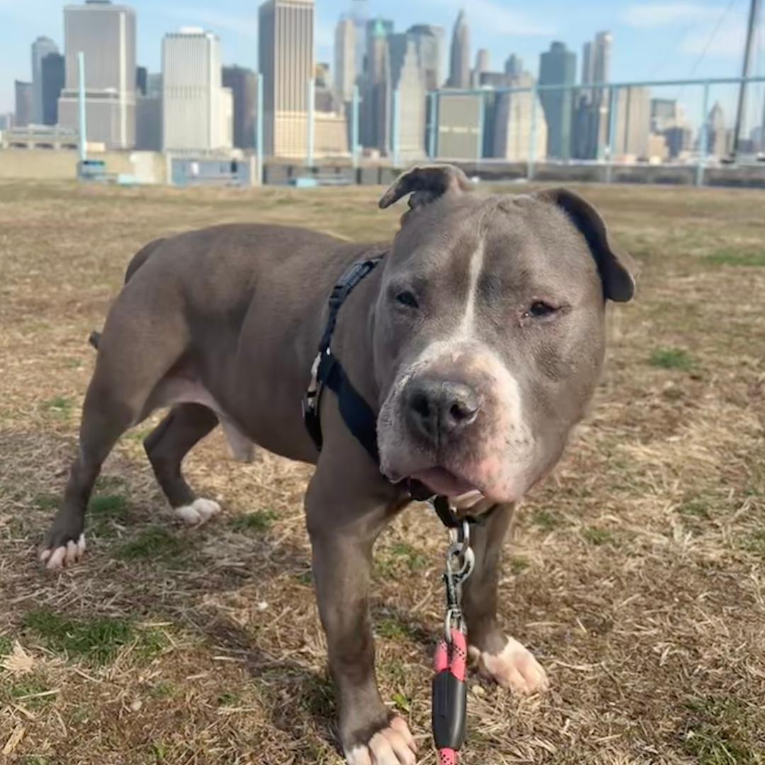 King, Adoptable, Adult Male American Staffordshire Terrier.