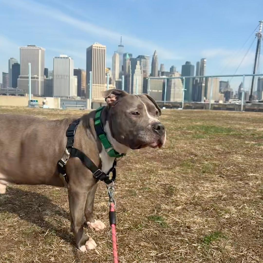 Enlarge King, a Adoptable American Staffordshire Terrier in Prospect, CT image 2/4