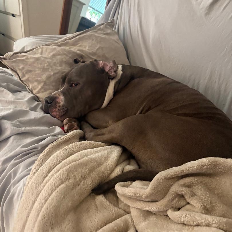 Enlarge King, a Adoptable American Staffordshire Terrier in Prospect, CT image 3/4