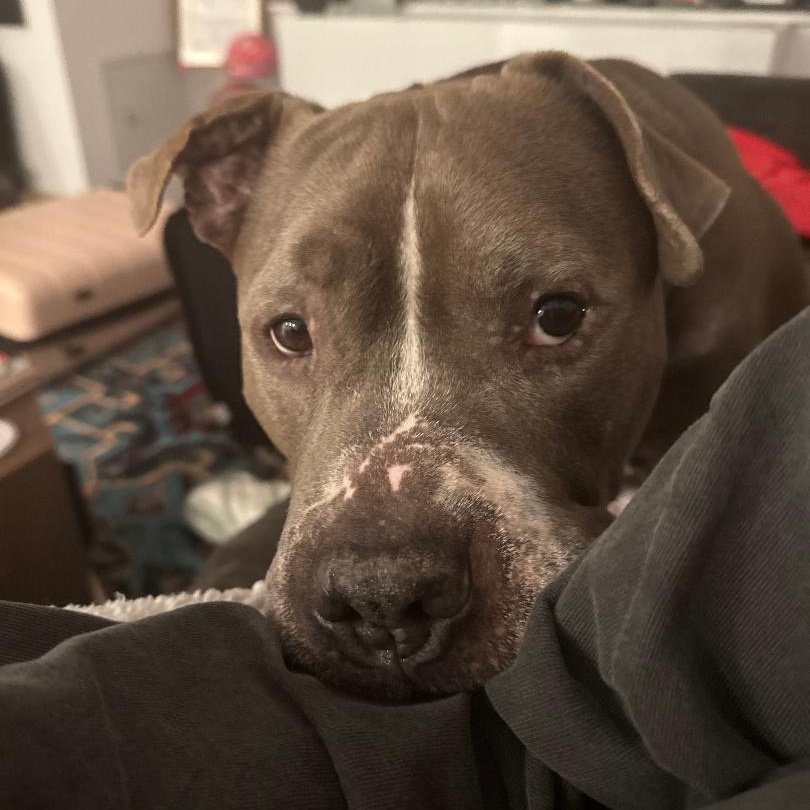 Enlarge King, a Adoptable American Staffordshire Terrier in Prospect, CT image 4/4