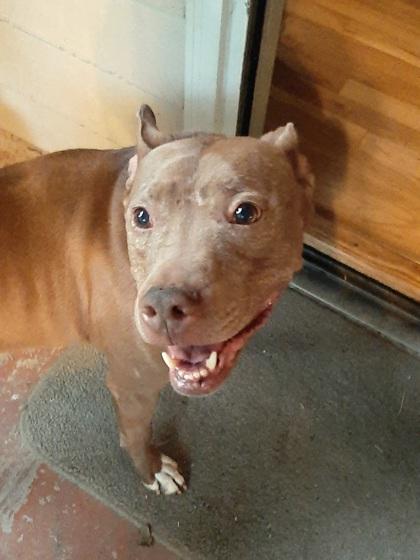 Dash- IN FOSTER, Adoptable, Adult Male Mixed Breed & Mixed Breed.