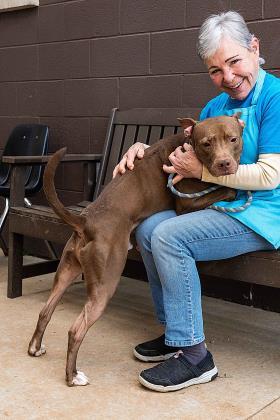 Dash- IN FOSTER, Adoptable, Adult Male Mixed Breed & Mixed Breed.