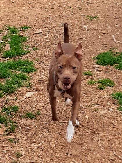 Dash- IN FOSTER, a Adoptable Mixed Breed in Chamblee, GA image 3/3