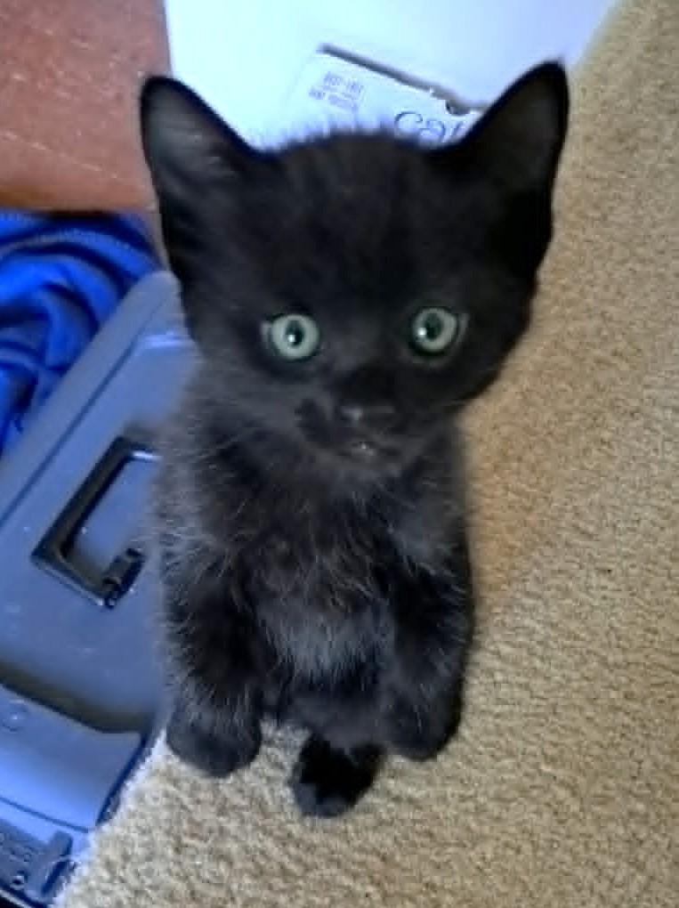 Pita, a ADOPTABLE Domestic Short Hair in Saanichton, BC image 2/6