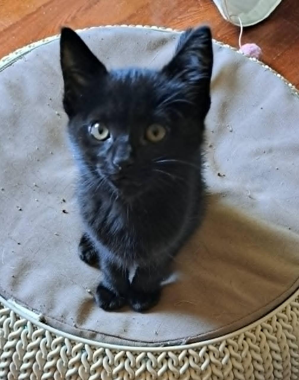 Pita, a ADOPTABLE Domestic Short Hair in Saanichton, BC image 6/6