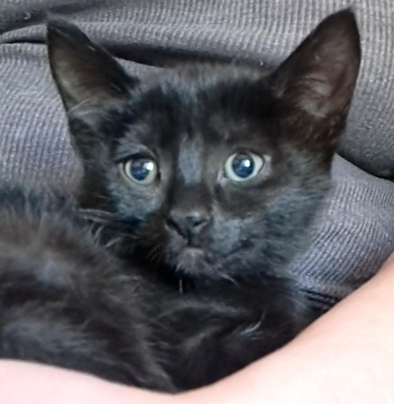 Pita, ADOPTABLE, Kitten Female Domestic Short Hair.