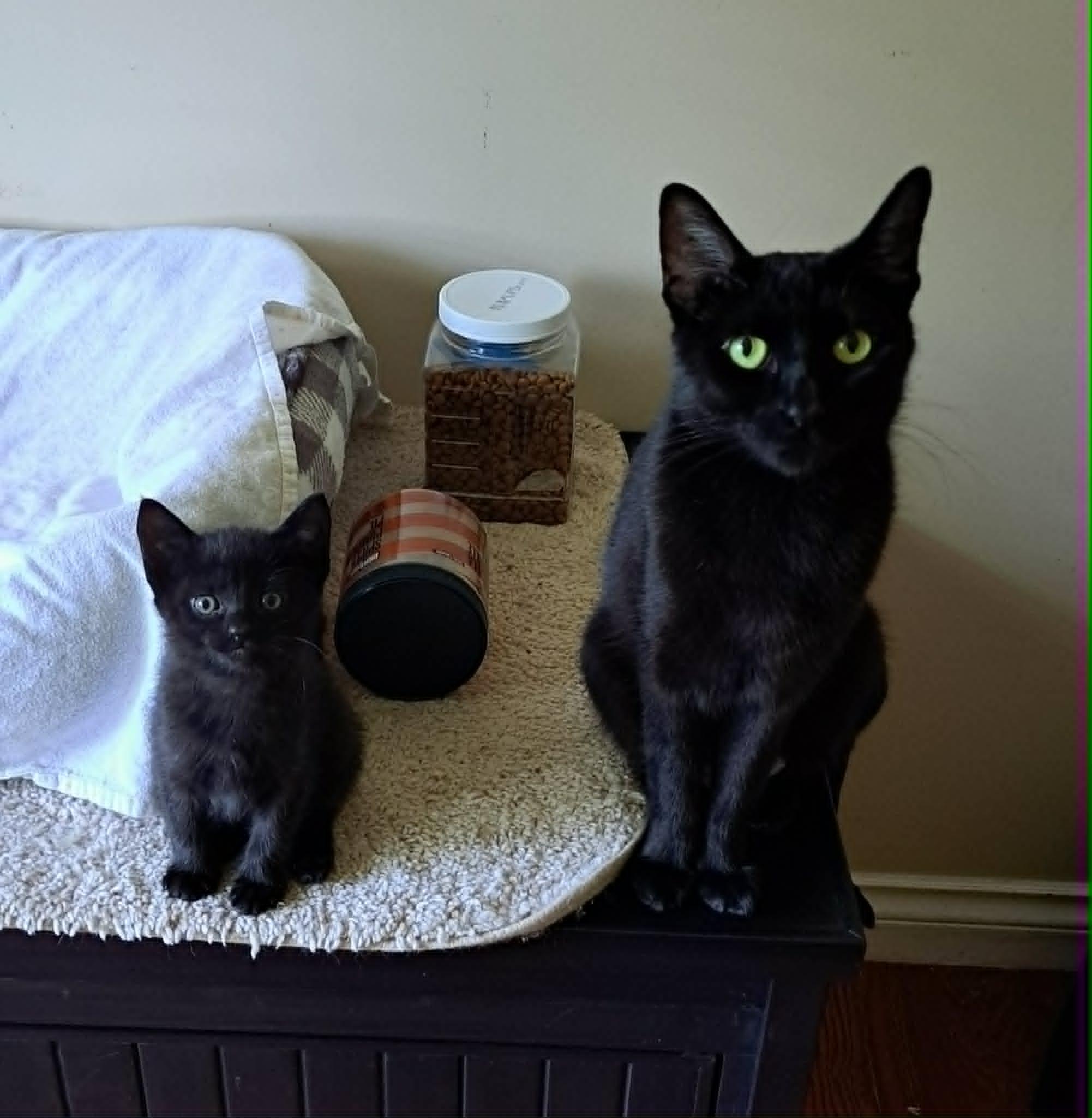 Pita, a ADOPTABLE Domestic Short Hair in Saanichton, BC image 4/6