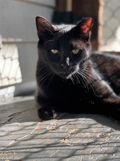 Enlarge Blaine, a Adoptable Domestic Short Hair in New Freedom, PA image 1/3