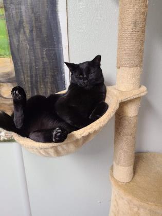 Enlarge Blaine, a Adoptable Domestic Short Hair in New Freedom, PA image 2/3