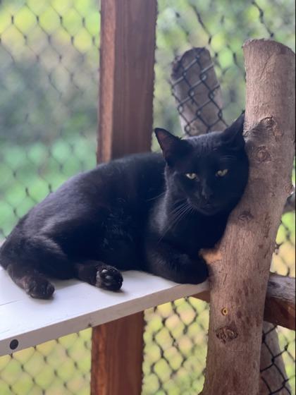 Enlarge Blaine, a Adoptable Domestic Short Hair in New Freedom, PA image 3/3