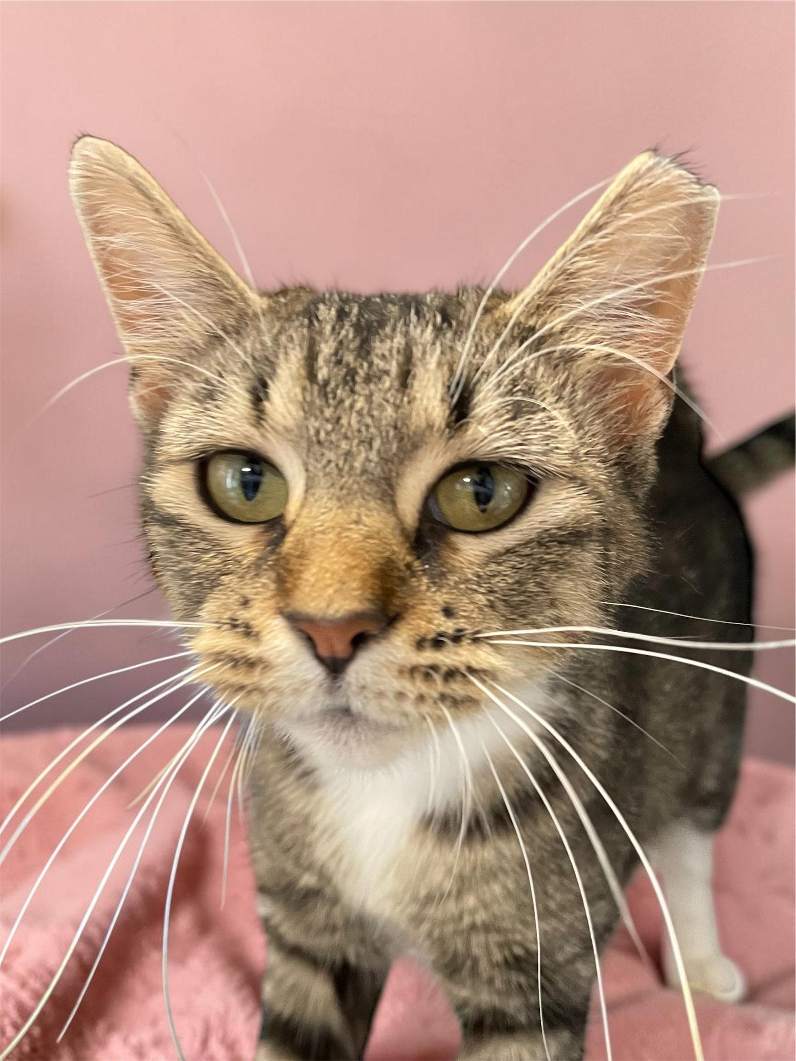 Brandy, Adopted, Adult Female Domestic Short Hair.