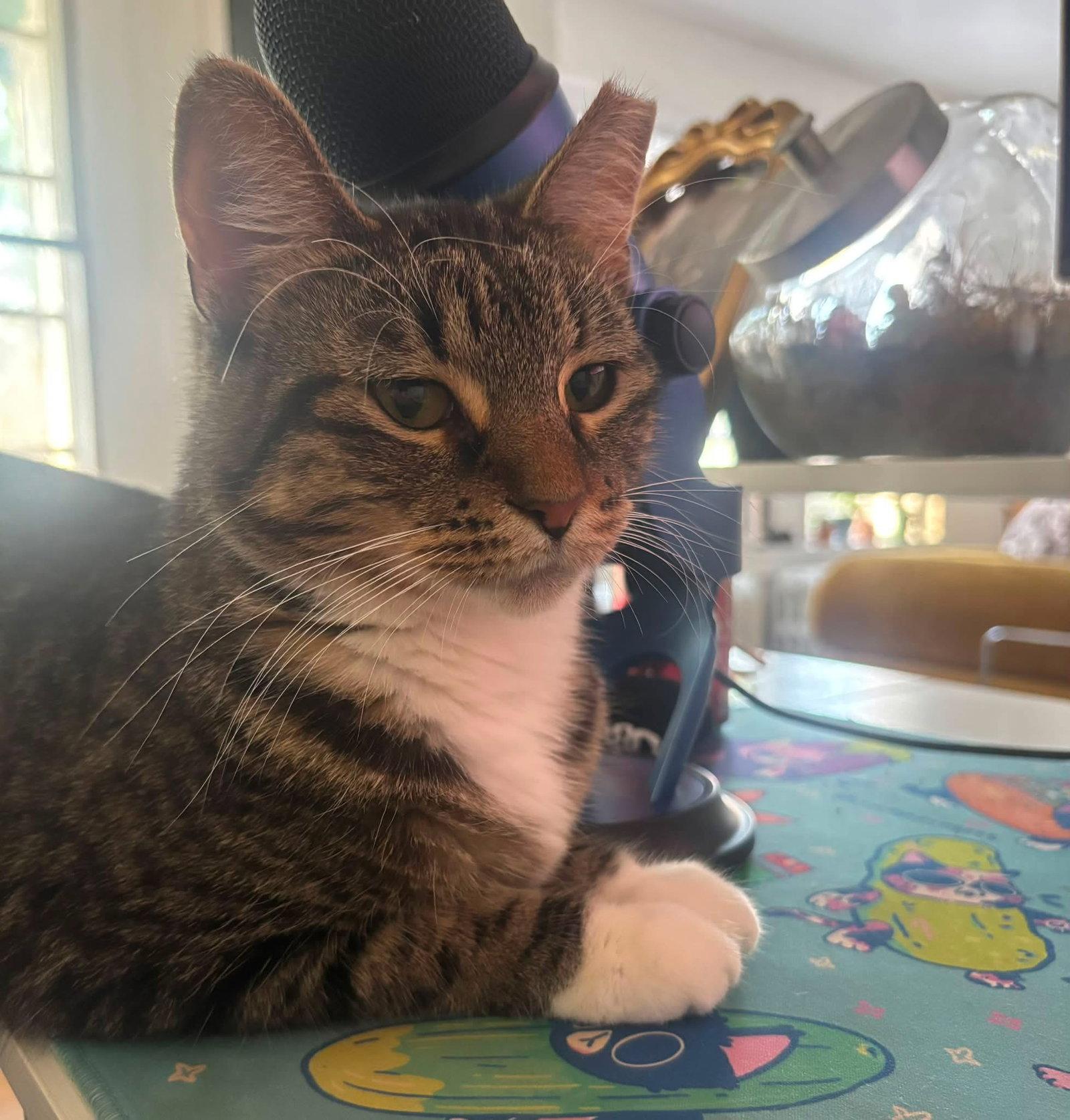 Brandy, a Adopted Domestic Short Hair in Champaign, IL image 3/3