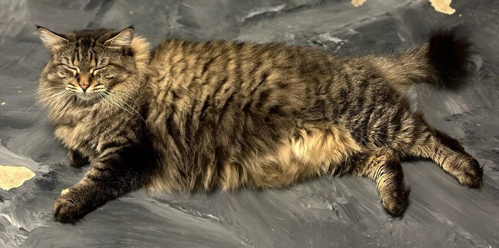 Enlarge Mama Pheasant, a Adoptable Domestic Medium Hair in Virginia Beach, VA image 1/6