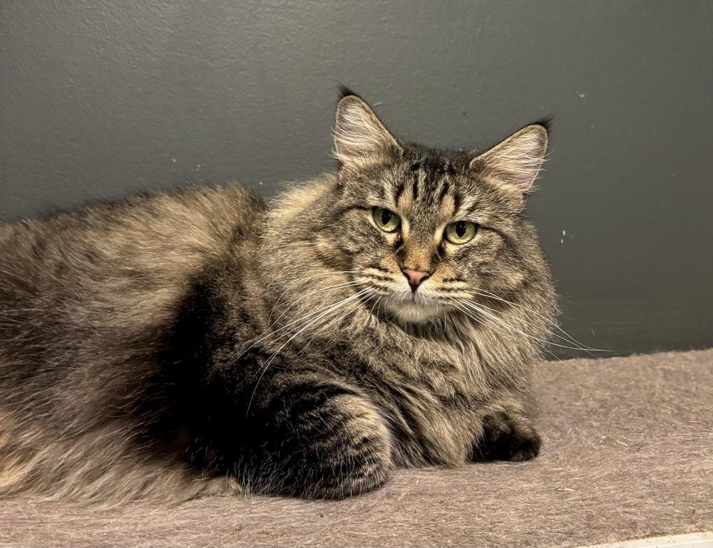 Enlarge Mama Pheasant, a Adoptable Domestic Medium Hair in Virginia Beach, VA image 2/6