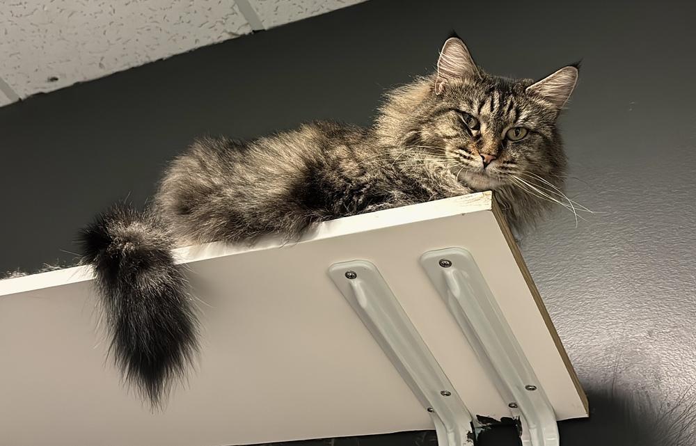 Enlarge Mama Pheasant, a Adoptable Domestic Medium Hair in Virginia Beach, VA image 3/6