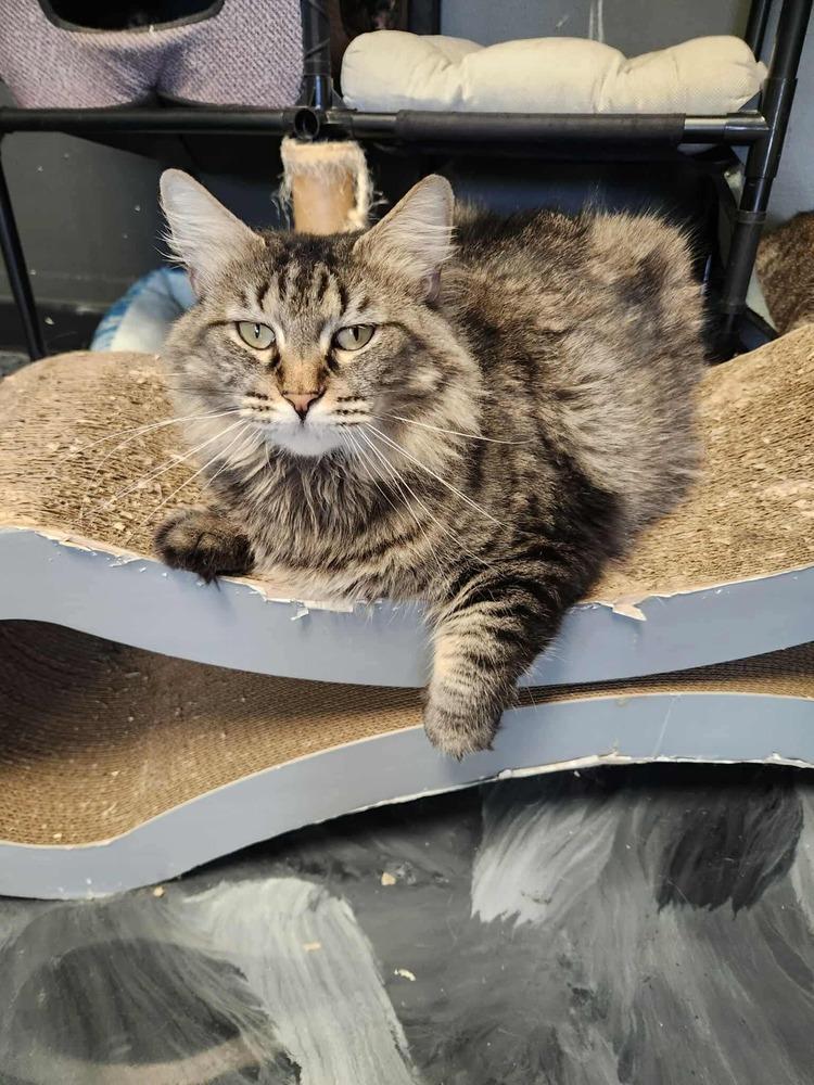 Mama Pheasant, a Adoptable Domestic Medium Hair in Virginia Beach, VA image 2/6