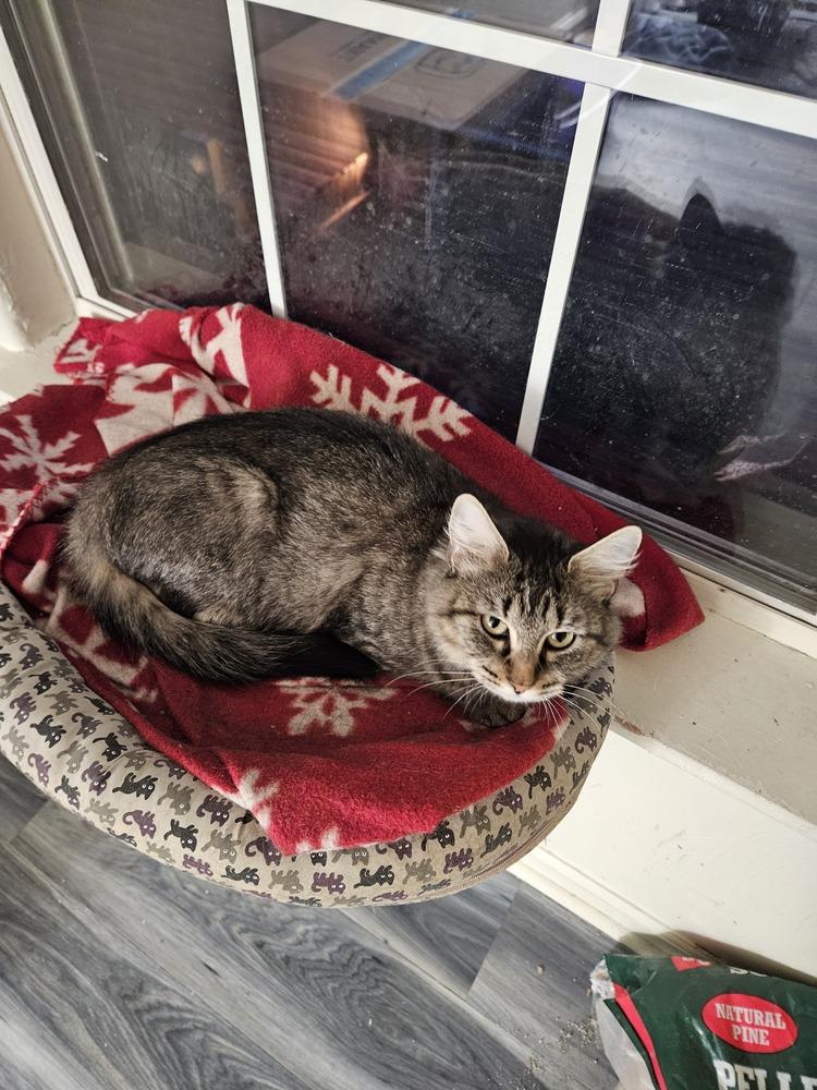 Mama Pheasant, a Adoptable Domestic Medium Hair in Virginia Beach, VA image 3/6