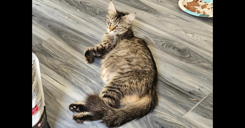 Mama Pheasant, a Adoptable Domestic Medium Hair in Virginia Beach, VA image 4/6