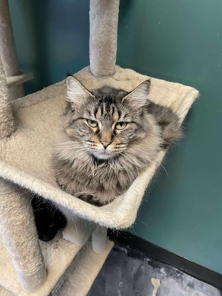 Mama Pheasant, a Adoptable Domestic Medium Hair in Virginia Beach, VA image 5/6