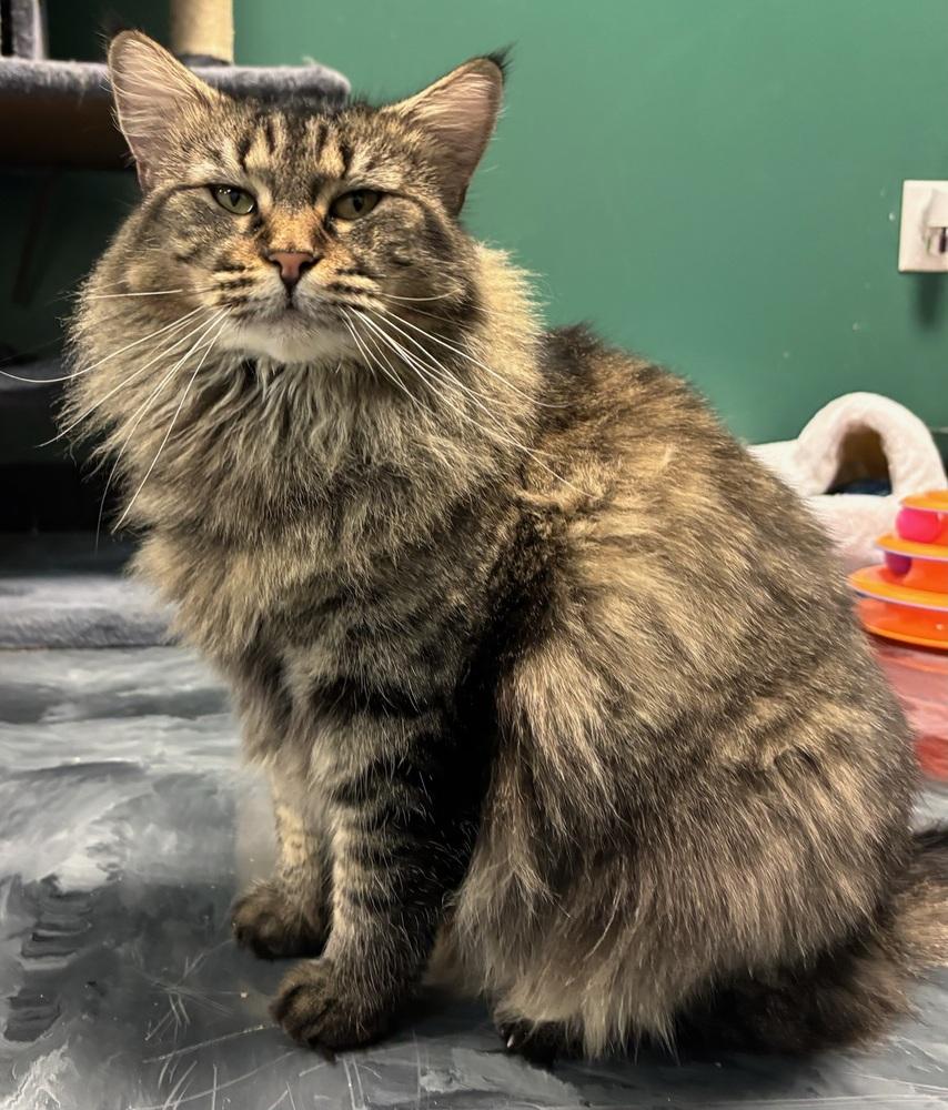 Enlarge Mama Pheasant, a Adoptable Domestic Medium Hair in Virginia Beach, VA image 5/6